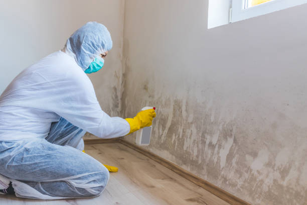 Certified Mold Removal in Westbury, NY