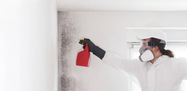 Best Commercial Mold Removal  in Westbury, NY