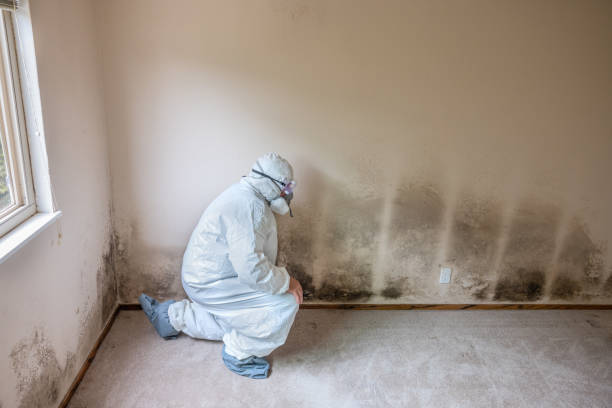 Best Mold Testing  in Westbury, NY