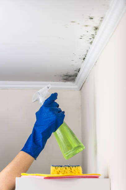 Best Toxic Mold Removal  in Westbury, NY