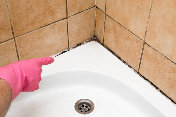 Best Black Mold Removal  in Westbury, NY